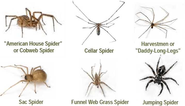 7 types of Poisonous Spiders - Hawx Pest Control