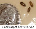 Carpet_beetles_larvae