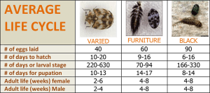 carpet beetle life cycle