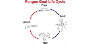 FUNGUS_GNATS_life