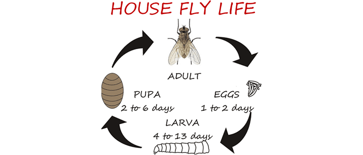 Flies_house_fly_life