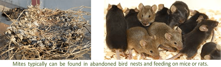 MITES_rodent_and_bird