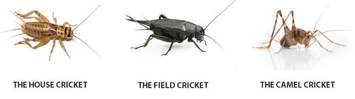cricket_info
