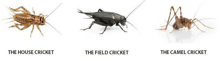 life cycle of a cricket