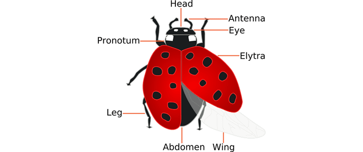 ladybug anatomy