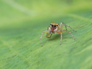 Spider Spotlight: Jumping Spiders - Drive-Bye Pest Exterminators